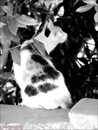 chat