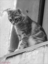 chat