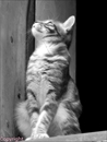 chat