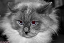 chat