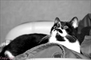 chat
