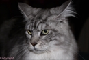 chat