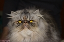 chat