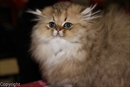 chat