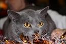 chat