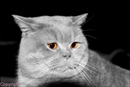 chat