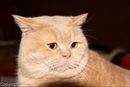 chat