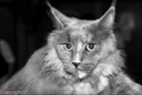 chat