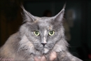 chat