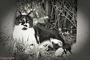 chat
