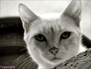 chat