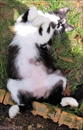 chat