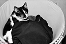 chat