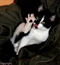 chat