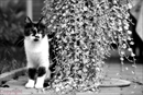chat