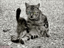 chat