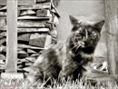 chat