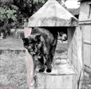 chat