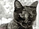 chat