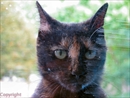 chat
