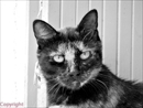 chat