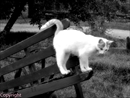 chat