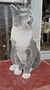 chat