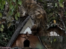 chat