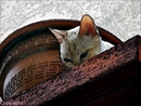 chat
