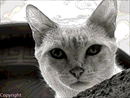 chat