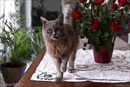 chat