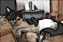 chat