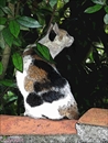 chat