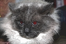 chat