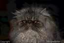 chat