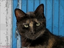 chat