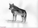 loup