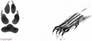 loup
