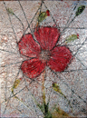 coquelicot