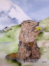 marmotte