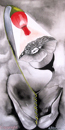 coquelicot