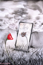 coquelicot