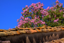 paysage