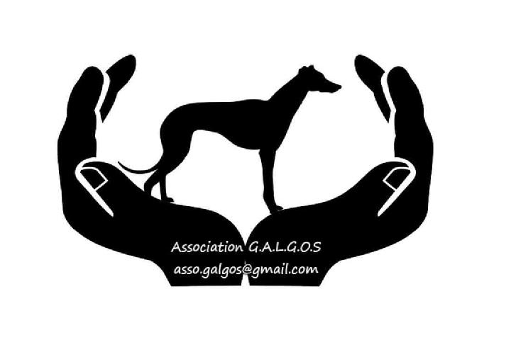 galgo